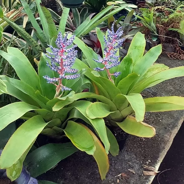 Aechmea "Blue Rain"