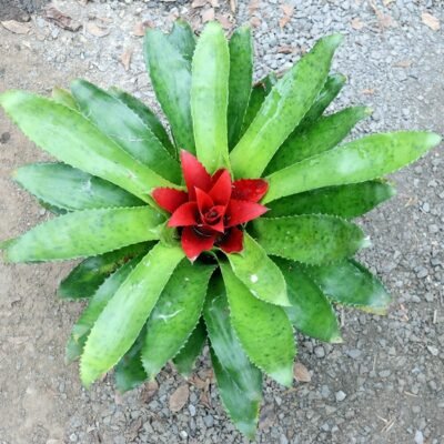 Neoregelia Nidularium