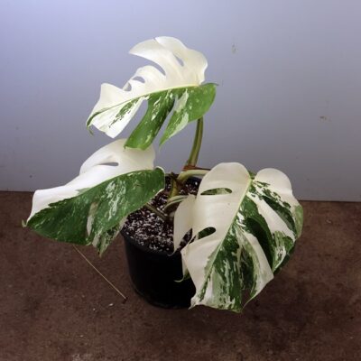 Monstera Nr 14