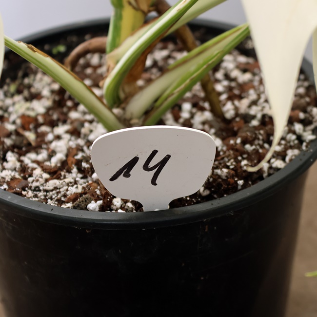 Monstera Nr 14