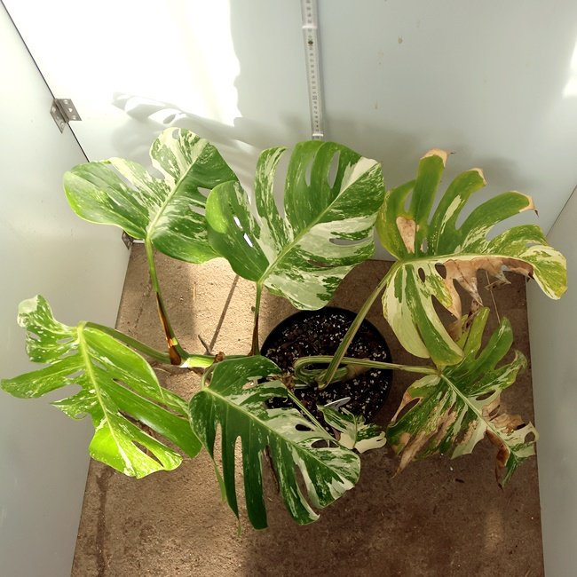 Monstera Deliciosa Nr 4