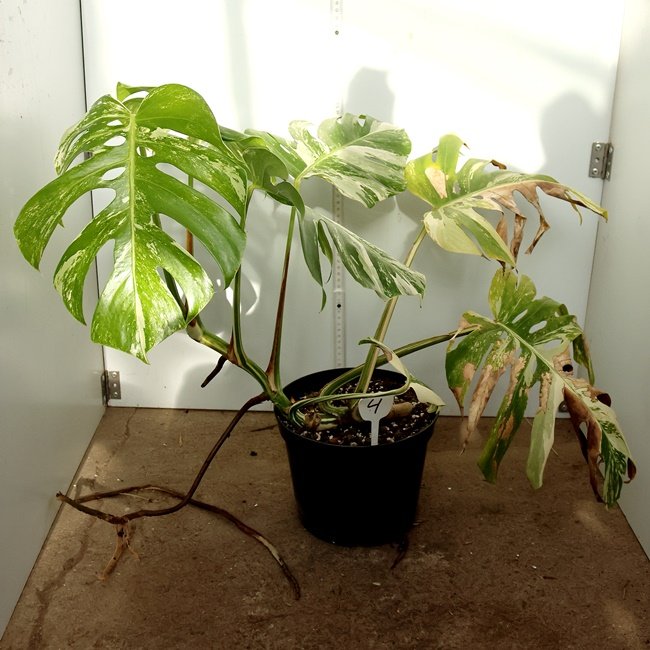 Monstera Nr 4
