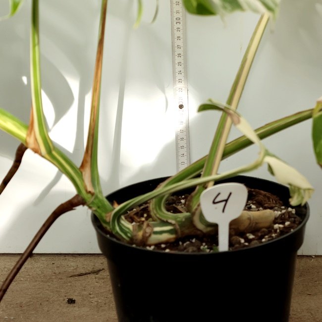Monstera Nr 4
