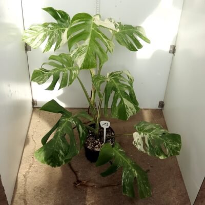 Monstera Nr 13