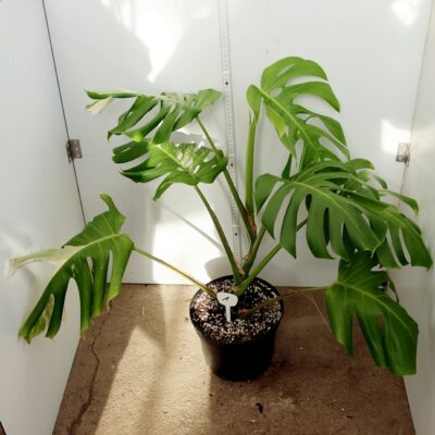 Monstera Deliciosa Nr 1
