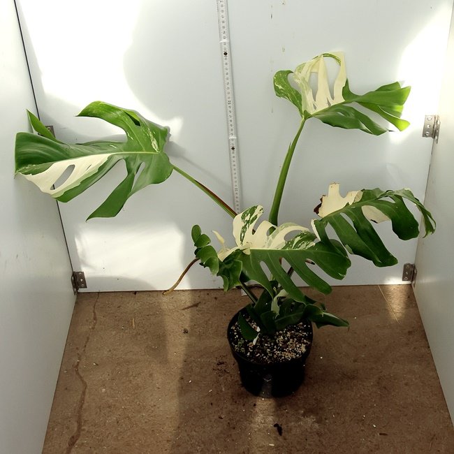 Monstera Nr 5