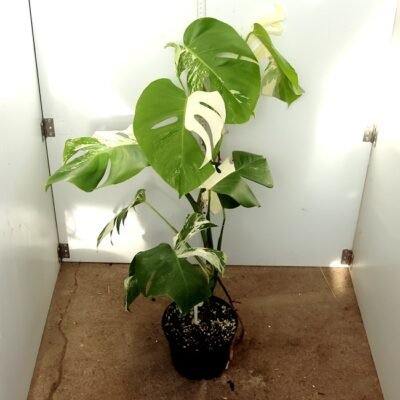 Monstera Nr 15