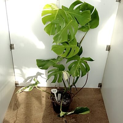 Monstera Nr 11