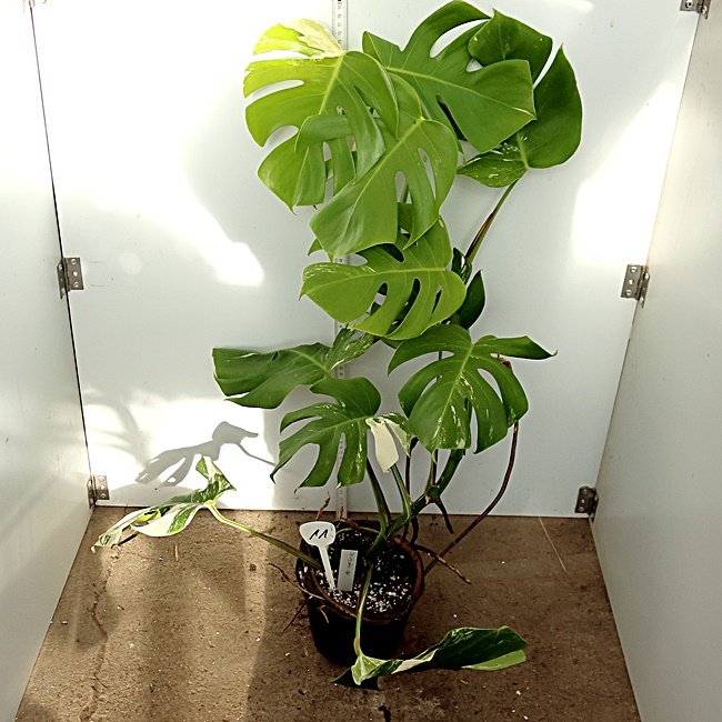 Monstera Nr 11