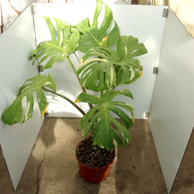 Monstera Thai Nr 3