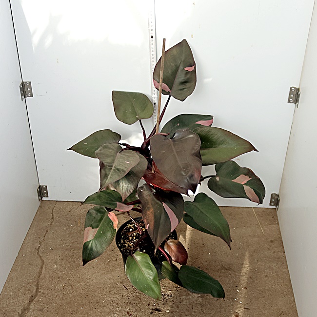 Philodendron Pink Princess