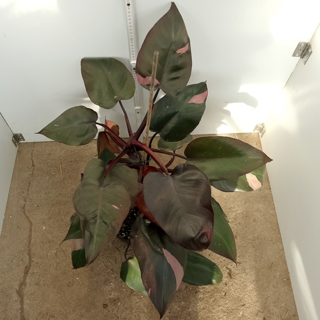 Philodendron Pink Princess