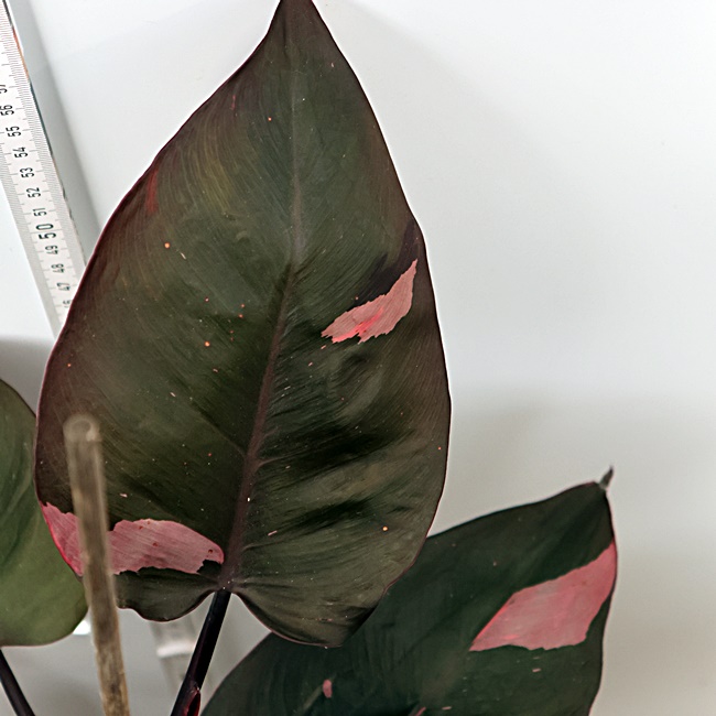 Philodendron Pink Princess