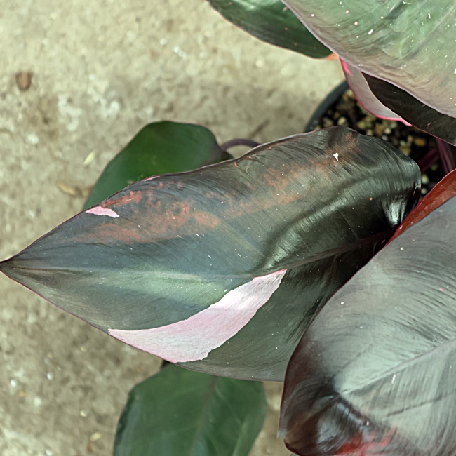 Philodendron Pink Princess