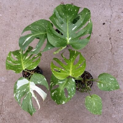 Monstera Thai Constellation