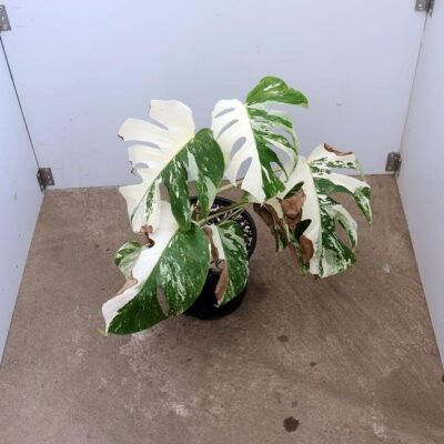 Monstera Nr 14