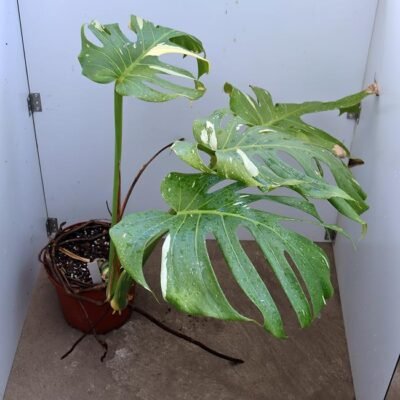 Monstera Thai Nr3