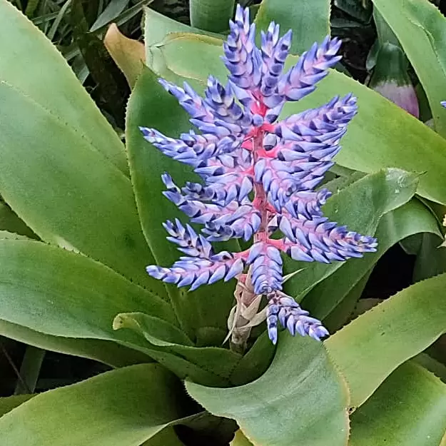 Aechmea "Blue Rain"
