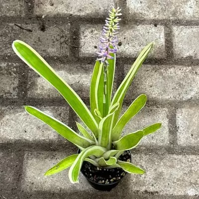 Bromelien Kindel mit mindestens sieben Bltter