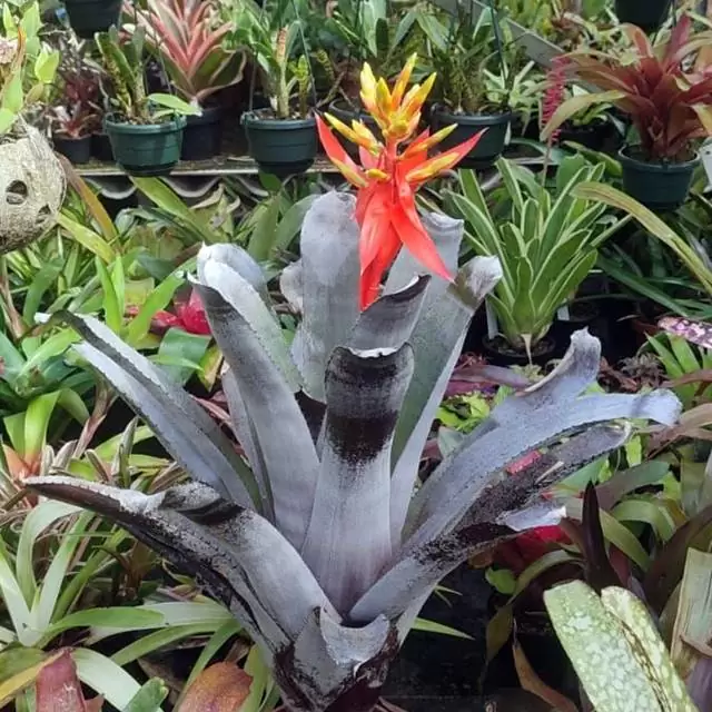 Aechmea tessmanii silver