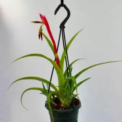 Billbergia Nutans ,,Dwarf"