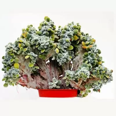 Echeveria Setosa Cristata