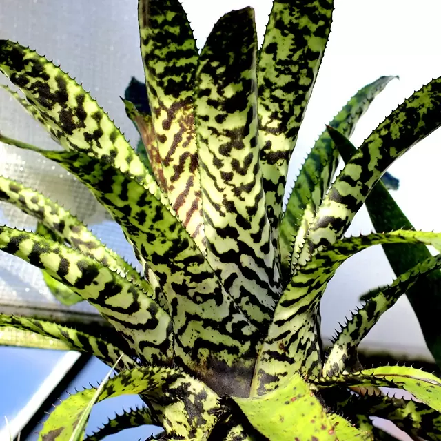 Aechmea Orlandiana Lanzenrosette - Bromelio Pflanzenraritten