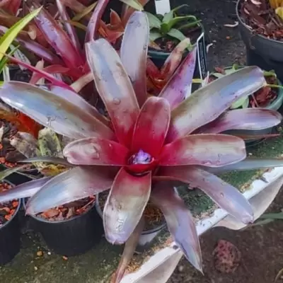 Neoregelia „bob work“