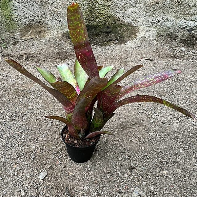 Neoregelia Darkest Hour x Marble Throat 2