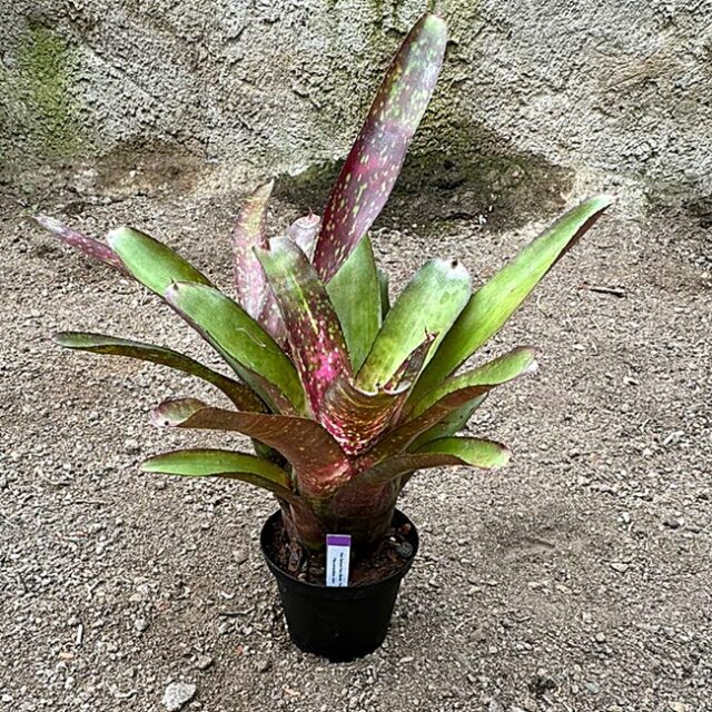 Neoregelia Darkest Hour x Marble Throat