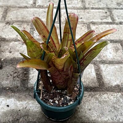 Neoregelia Pheasant x Alley cat 2