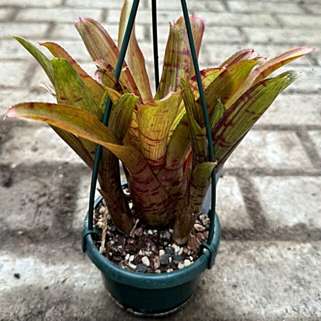 Neoregelia Pheasant x Alley cat 3