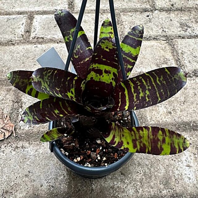 Neoregelia Savoy (2)