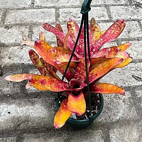 Neoregelia Spaced Out (2)