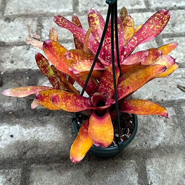 Neoregelia Spaced Out