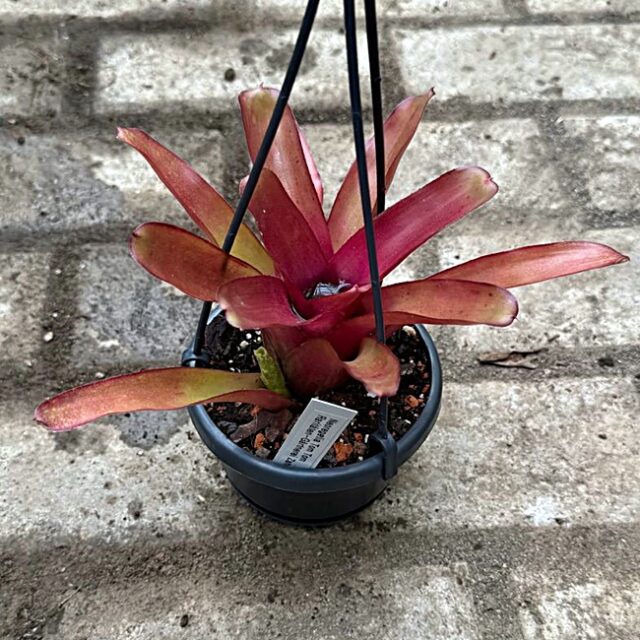 Neoregelia Tom Tom