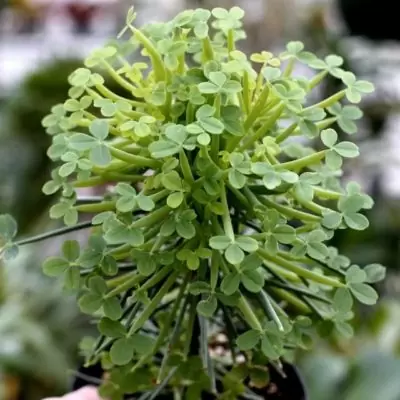 Oxalis herrerae