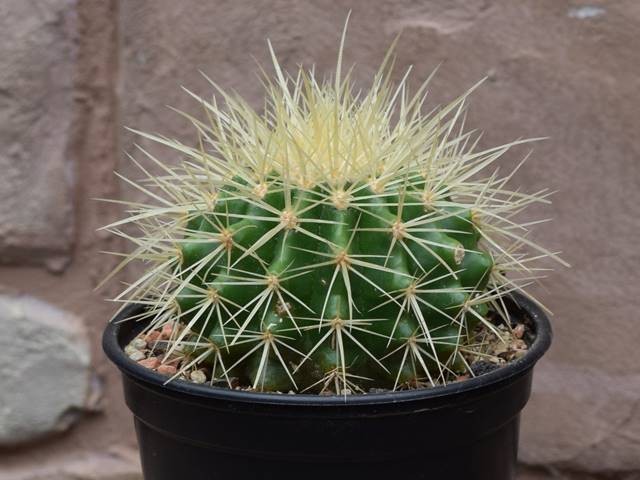 Schwiegermutterstuhl-Echinocactus-grusonii