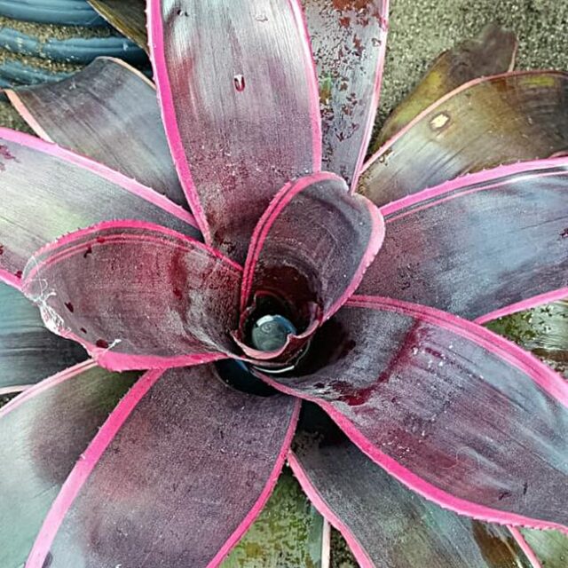 Neoregelia carcharodon nigra