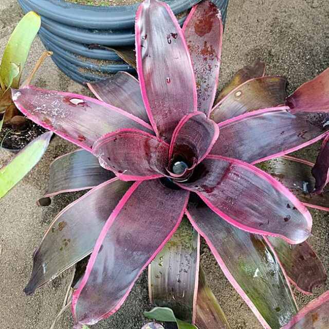 Neoregelia carcharodon nigra