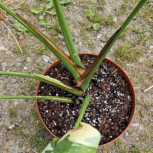 Monstera Thai Constellation