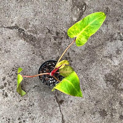 Philodendron Painted lady