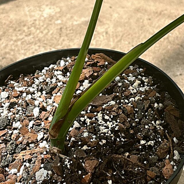 Monstera deliciosa var.