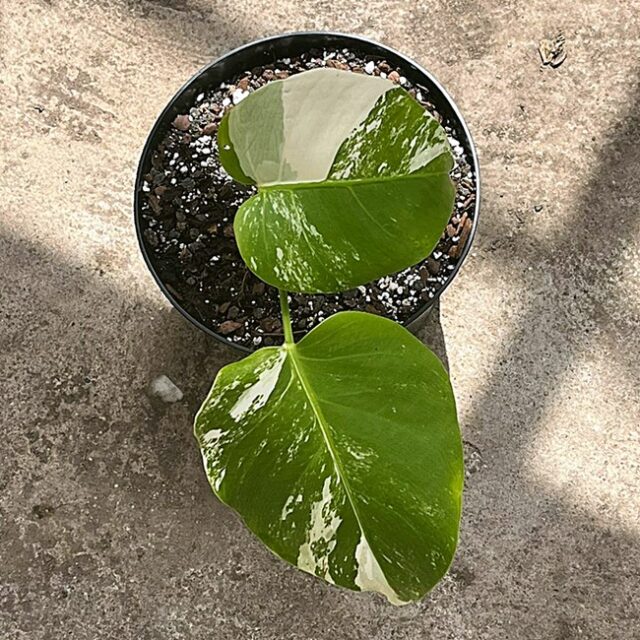 Monstera deliciosa var