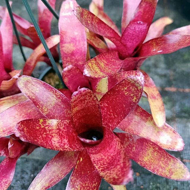 Neoregelia Atlantis