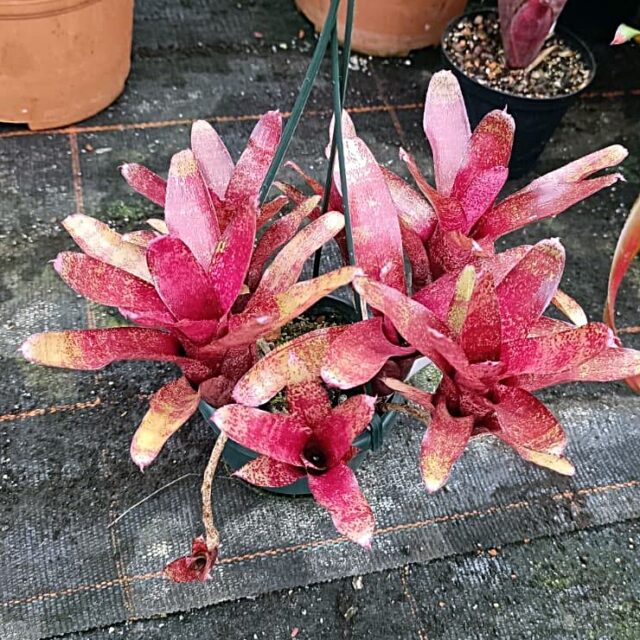 Neoregelia Atlantis