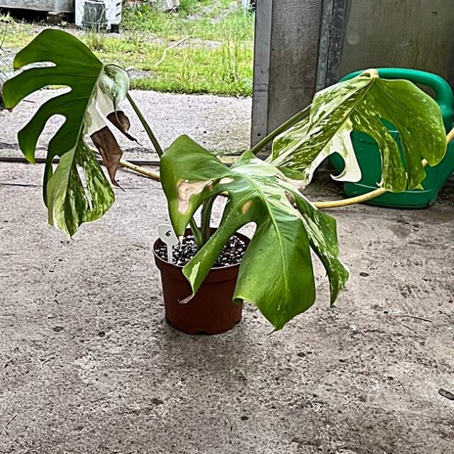 Monstera Deliciosa Var. 6