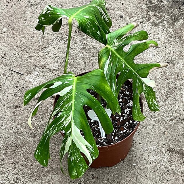 Monstera Deliciosa var. Nr. 5