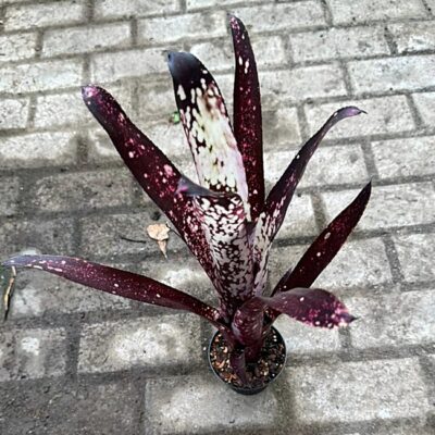 Neoregelia Halleluja