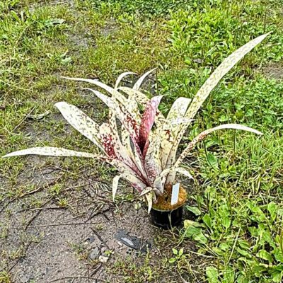 Neoregelia Fascinator